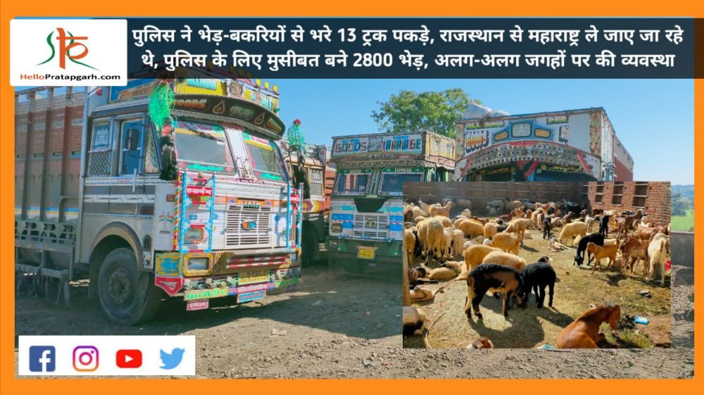 पुलिस ने भेड़-बकरियों से भरे 13 ट्रक पकड़े, राजस्थान से महाराष्ट्र ले जाए जा रहे थे, पुलिस के लिए मुसीबत बने 2800 भेड़, अलग-अलग जगहों पर की व्यवस्था