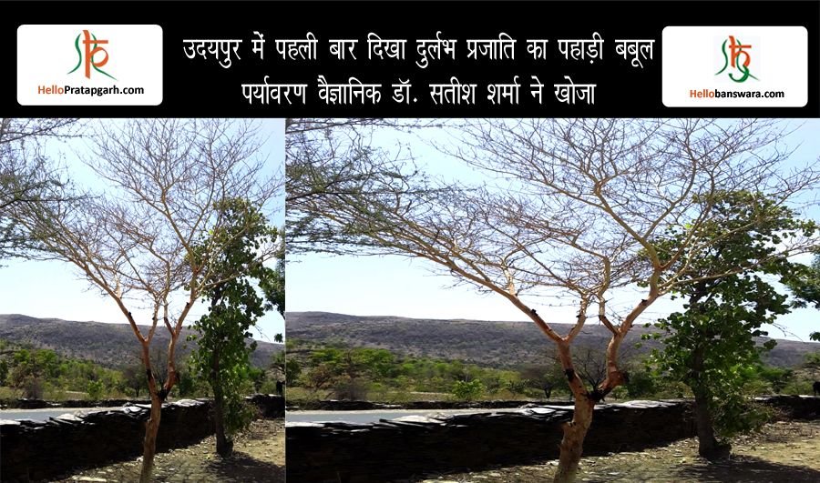 उदयपुर में पहली बार दिखा दुर्लभ प्रजाति का पहाड़ी बबूल, पर्यावरण वैज्ञानिक डॉ. सतीश शर्मा ने खोजा