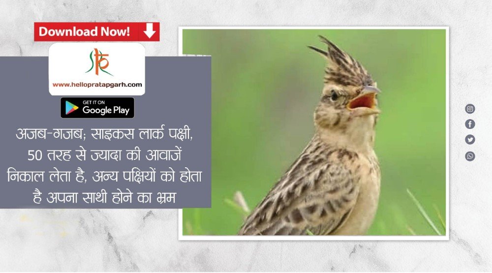 विश्व वन्यजीव दिवस आज : अजब-गजब; साइकस लार्क पक्षी, 50 तरह से ज्यादा की आवाजें निकाल लेता है, अन्य पक्षियों को होता है अपना साथी होने का भ्रम