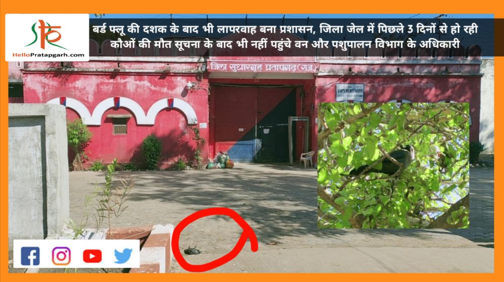 बर्ड फ्लू की दशक के बाद भी लापरवाह बना प्रशासन, जिला जेल में पिछले 3 दिनों से हो रही कौओं की मौत सूचना के बाद भी नहीं पहुंचे वन और पशुपालन विभाग के अधिकारी